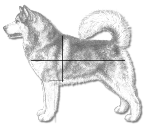 Measurement Overlay in the Alaskan Malamute - AMCA Illustrated Standard