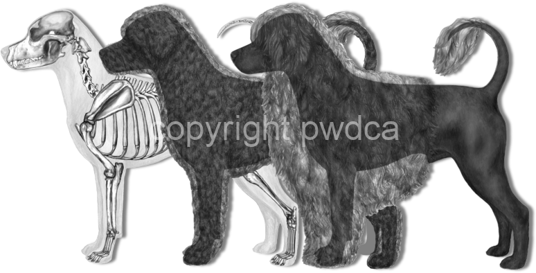 Overlays of Coat Types and Skeleton in the Portuguese Water Dog - From the PWDCA Illustrated Breed Standard