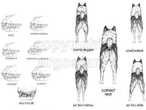 Norwegian Elkhound Association of America Illustrated Breed Standard