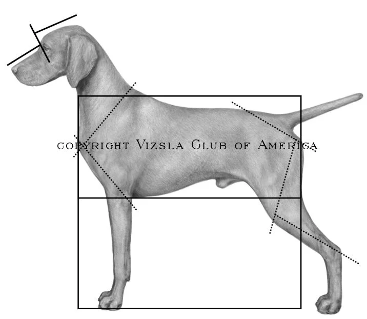 Vizsla Illustrated Standard - Vizsla Club of America