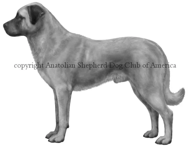 Anatolian Shepherd Dog Illustrated Standard - Anatolian Shepherd Dog Club of America