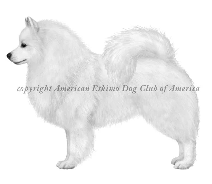Foundation drawings for the illustrated standard - American Eskimo Dog Club of America