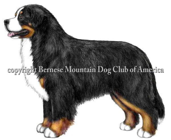 Bernese Mountain Dog Illustrated Standard - Bernese Mountain Dog Club of America