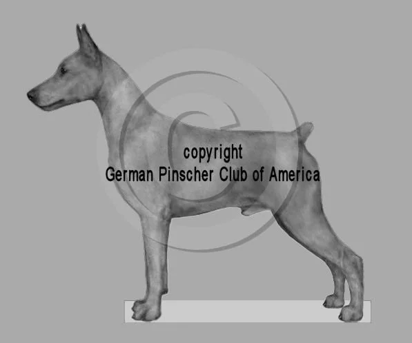 Work in progress for the German Pinscher Club of America