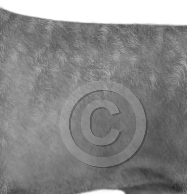 42. coarse coat v1a preview - posted 4/21/26