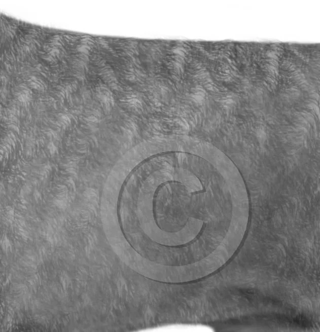 42. coarse coat v2a preview - posted 4/27/26