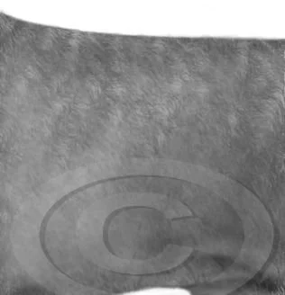 42. coarse coat v1 preview - posted 4/16/26