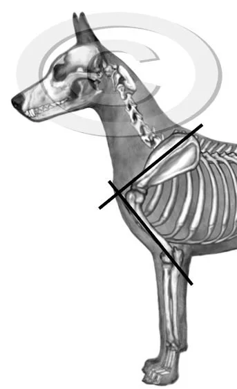 39. Measure shoulder angles v2 preview - posted 4/24/26