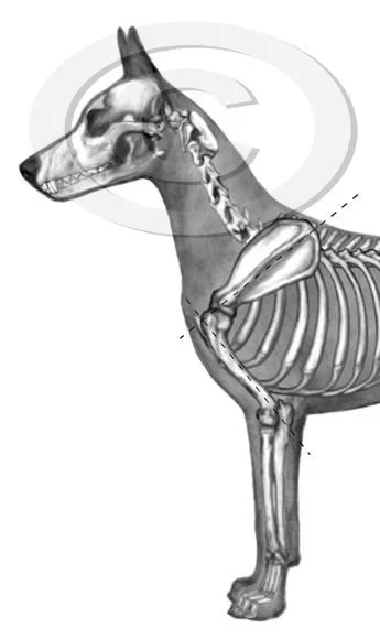 39.	Measure shoulder angles v1 preview - posted 4/14/26