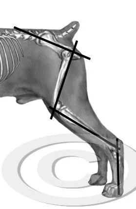 40. measure rear angles v2 preview - posted 4/24/26