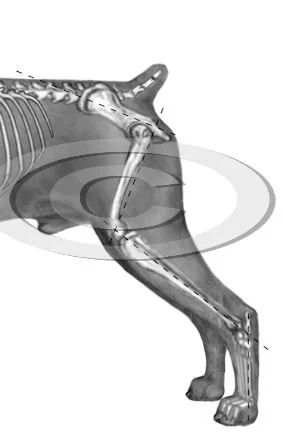 40. measure rear angles v1 preview - posted 4/14/26