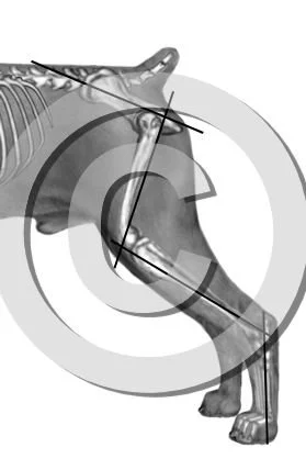 40. measure rear angles v2a preview - approved 4/27/26