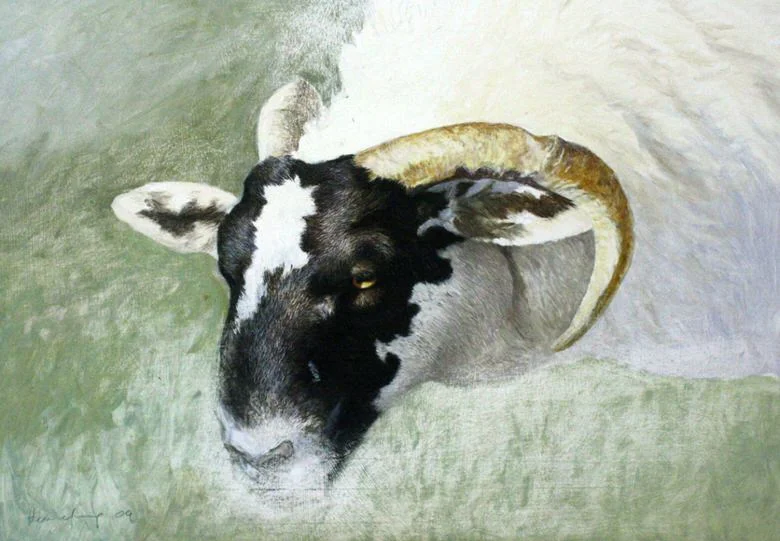 Novia Scotia Sheep