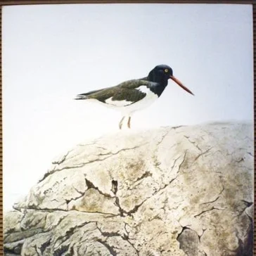 9591_Henneberg_Oystercatcher.jpg