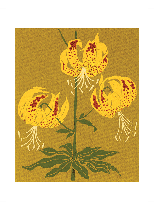 notecard B53 Humboldt Lily-1.png