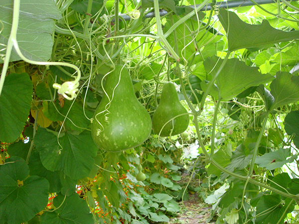  Gourds still growing on the vine.&nbsp; 