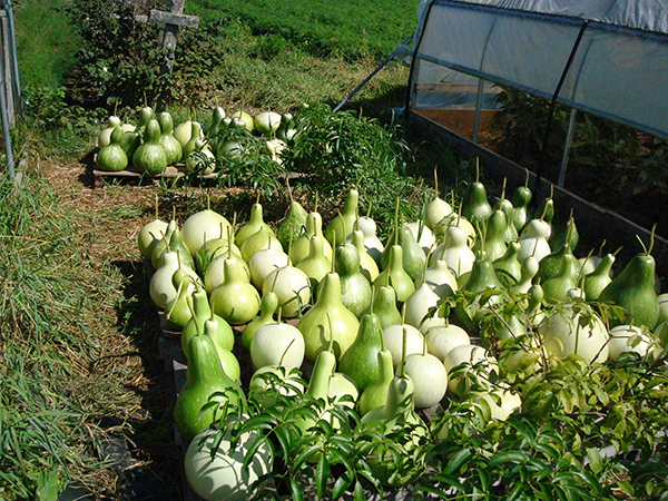  Gourds drying after harvest. 