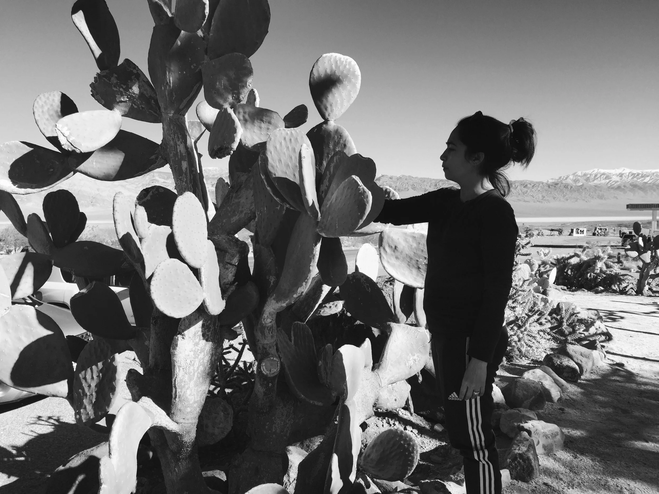 Cactipanamintspring.jpg