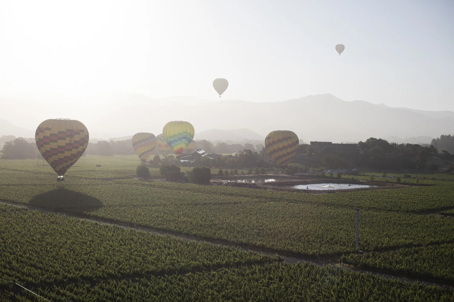 TonyPeter_Napa-4913.jpg