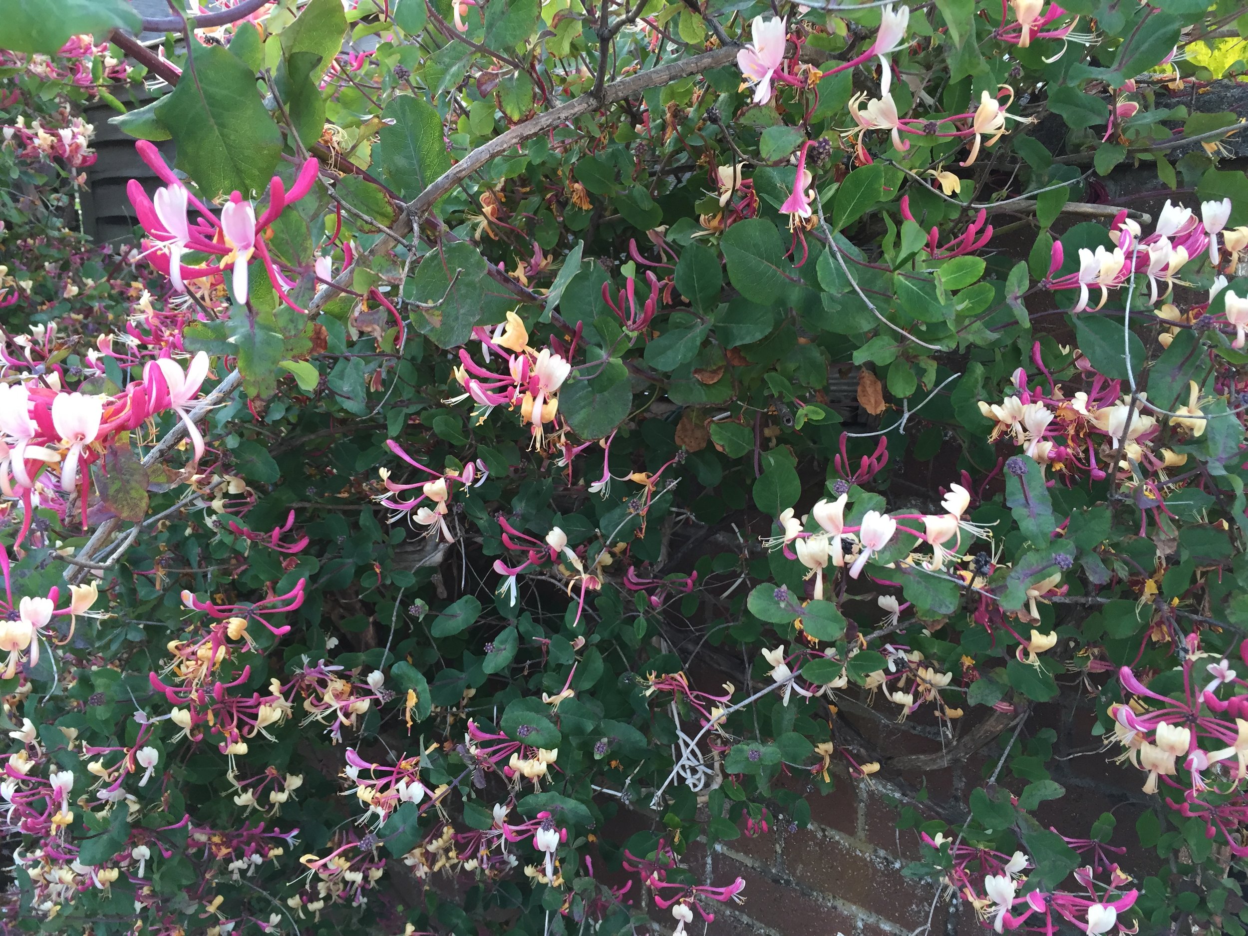 Beautiful gardens for our guests to enjoy