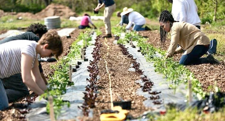 Earthdance Farms, Ferguson, MO, USA EarthDance Organic Farm School is a woman-run teaching farm located in Ferguson, Missouri, dedicated to sharing the craft and science of organic farming. EarthDance is the oldest organic farm west of the Mississippi. 100 percent of the profits from this tea benefit Earthdance Farms and their mission to grow food, farmers, and community through hands-on education. This certified organic blend of peppery, healing tulsi and crisp, sweet mints was grown and harvested by our friends right here in St. Louis.