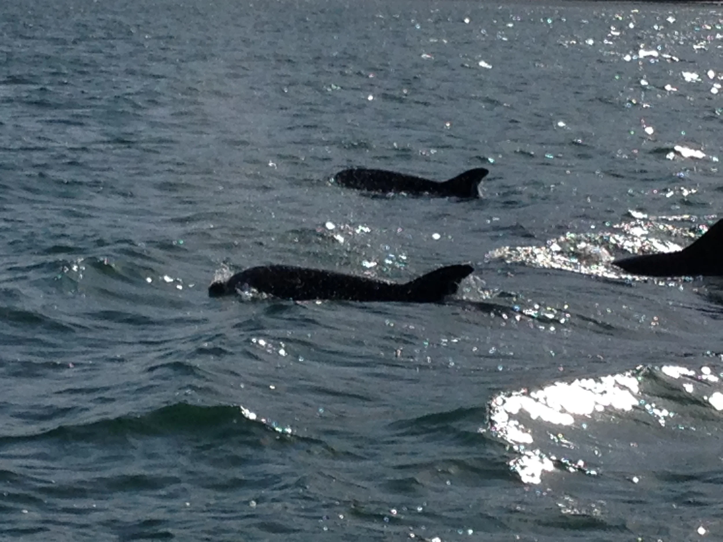 See dolphins aboard Mai Tai Yacht Charters