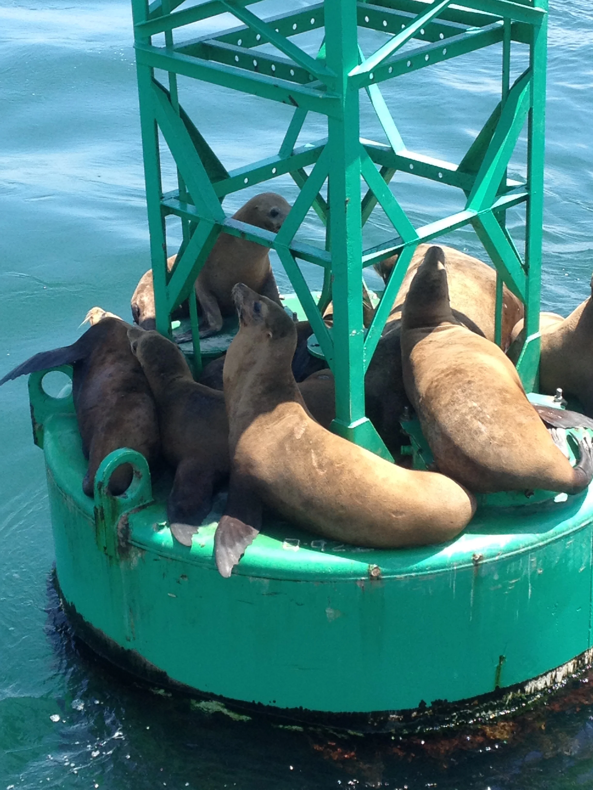 Sea Lions aboard San Diego Yacht Charter Mai Tai