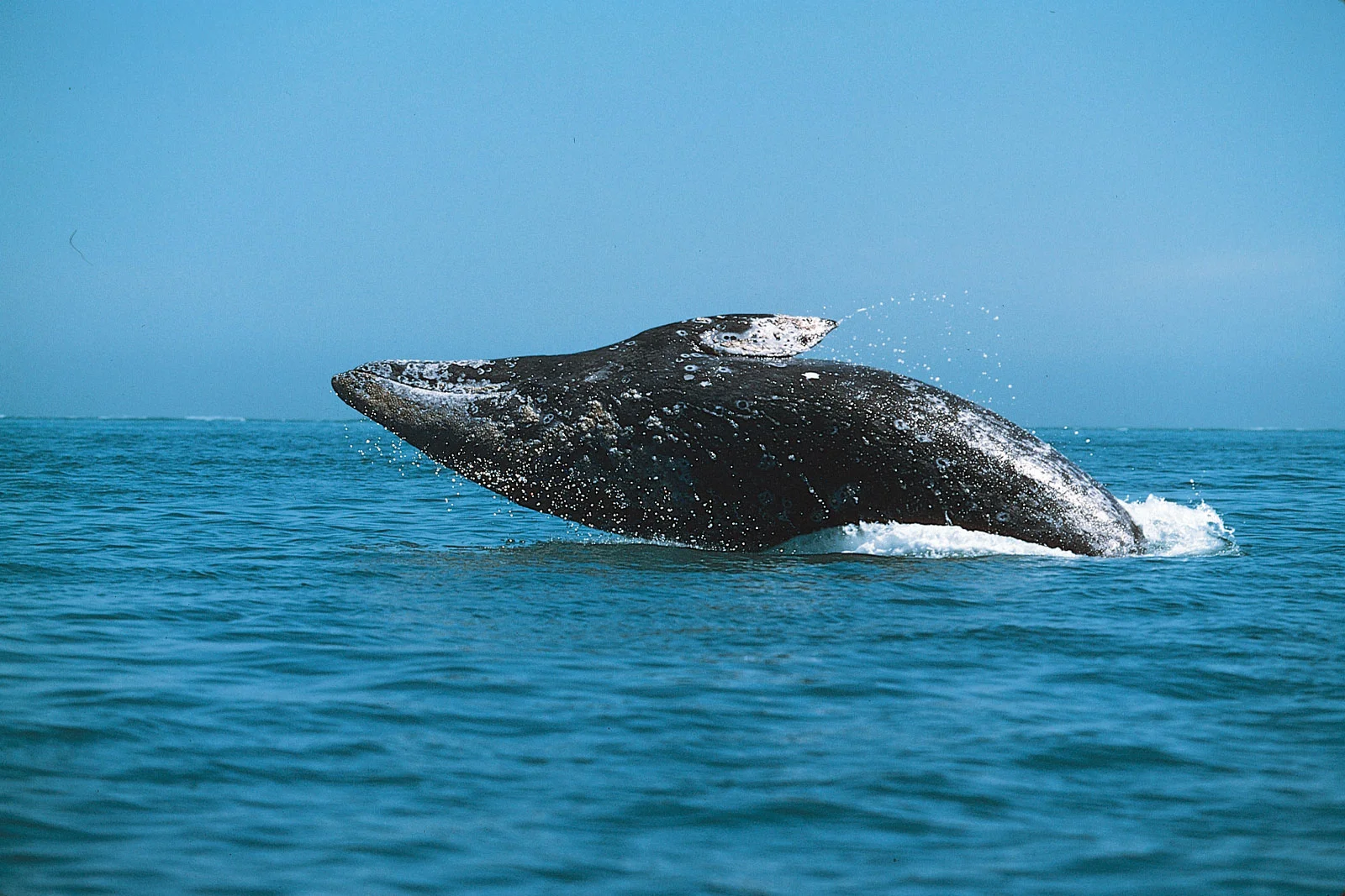  Private whale watching charters aboard Mai Tai San Diego Yacht Charters 