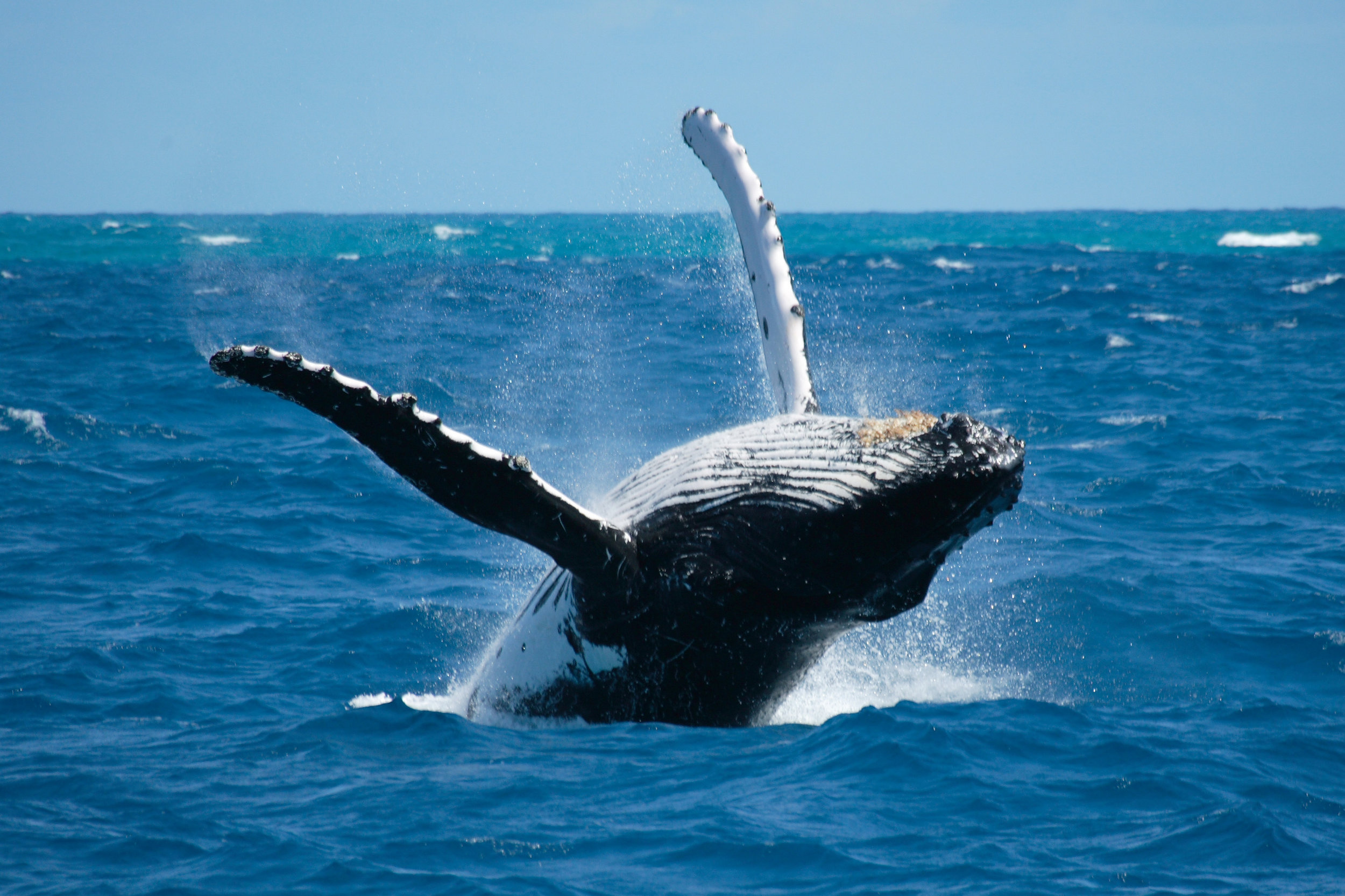  San Diego Whale Watching 