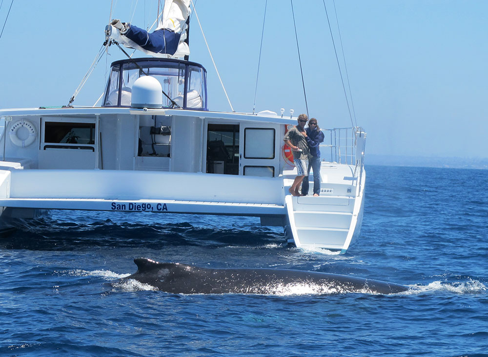 humpback-whale.jpg