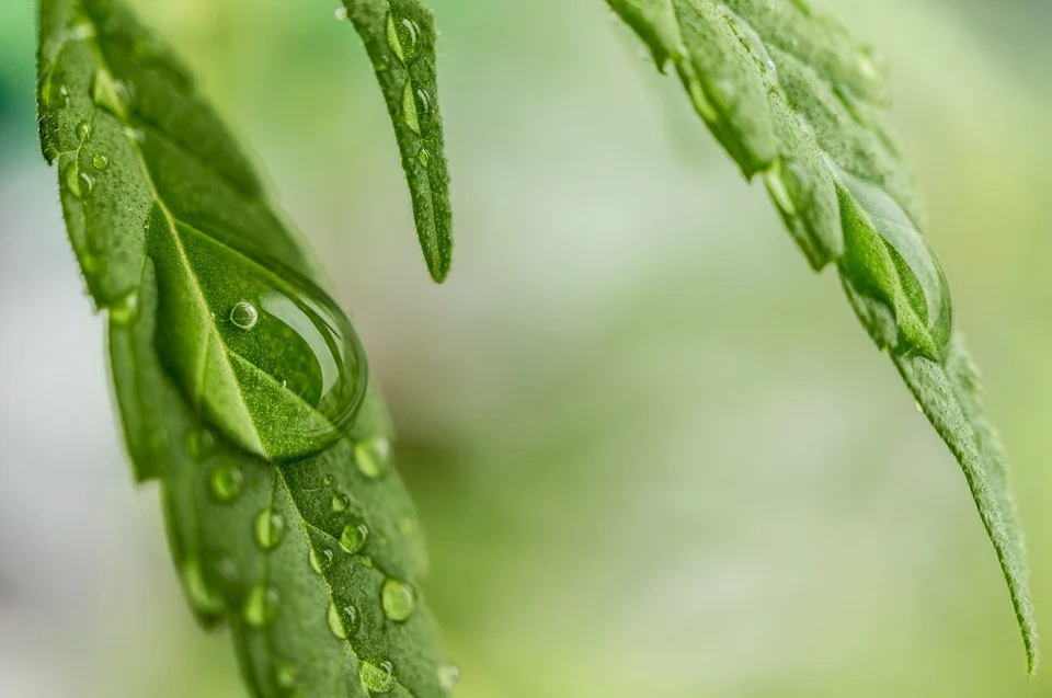cannabis-1062904_960_720.jpg