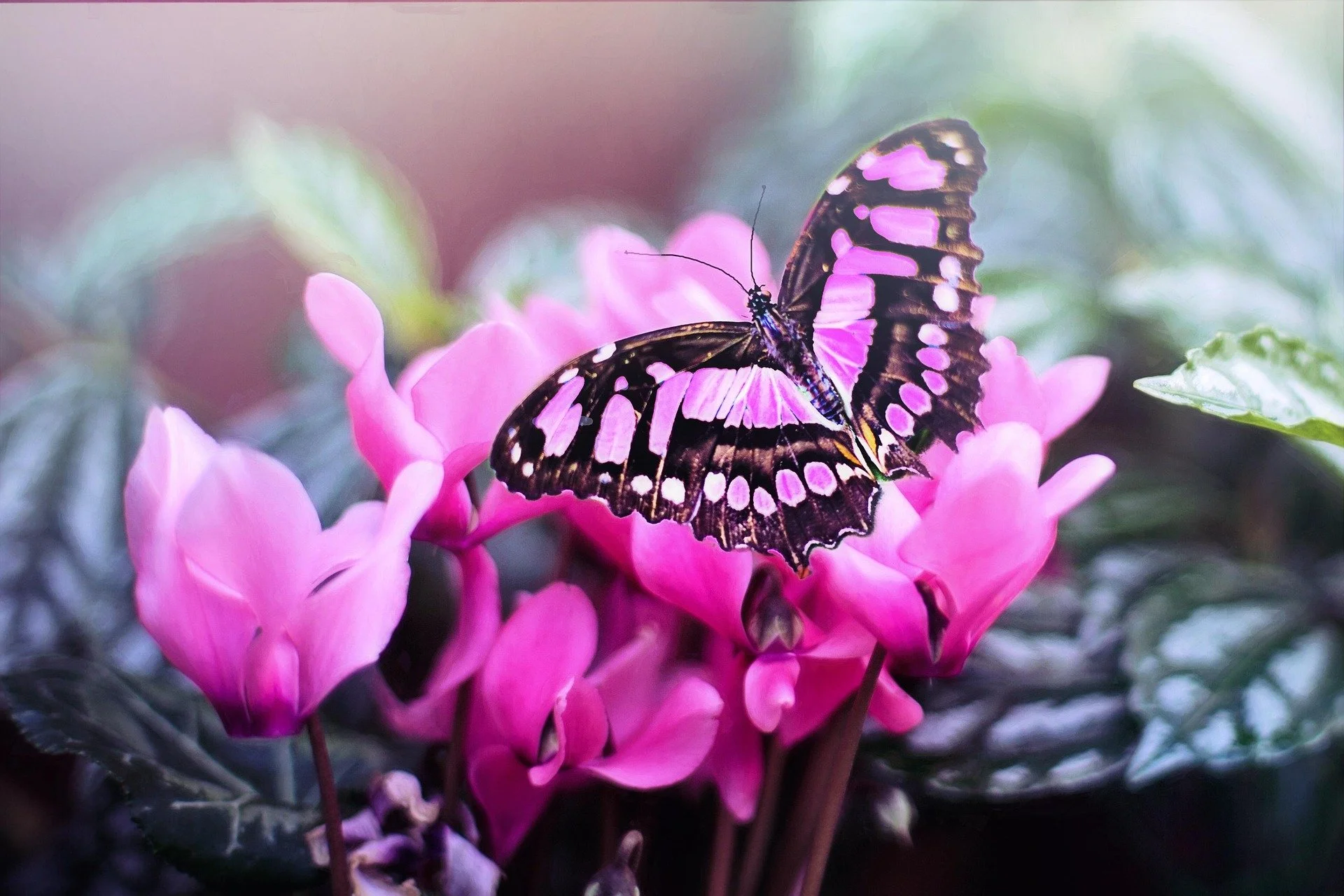 butterfly on flower