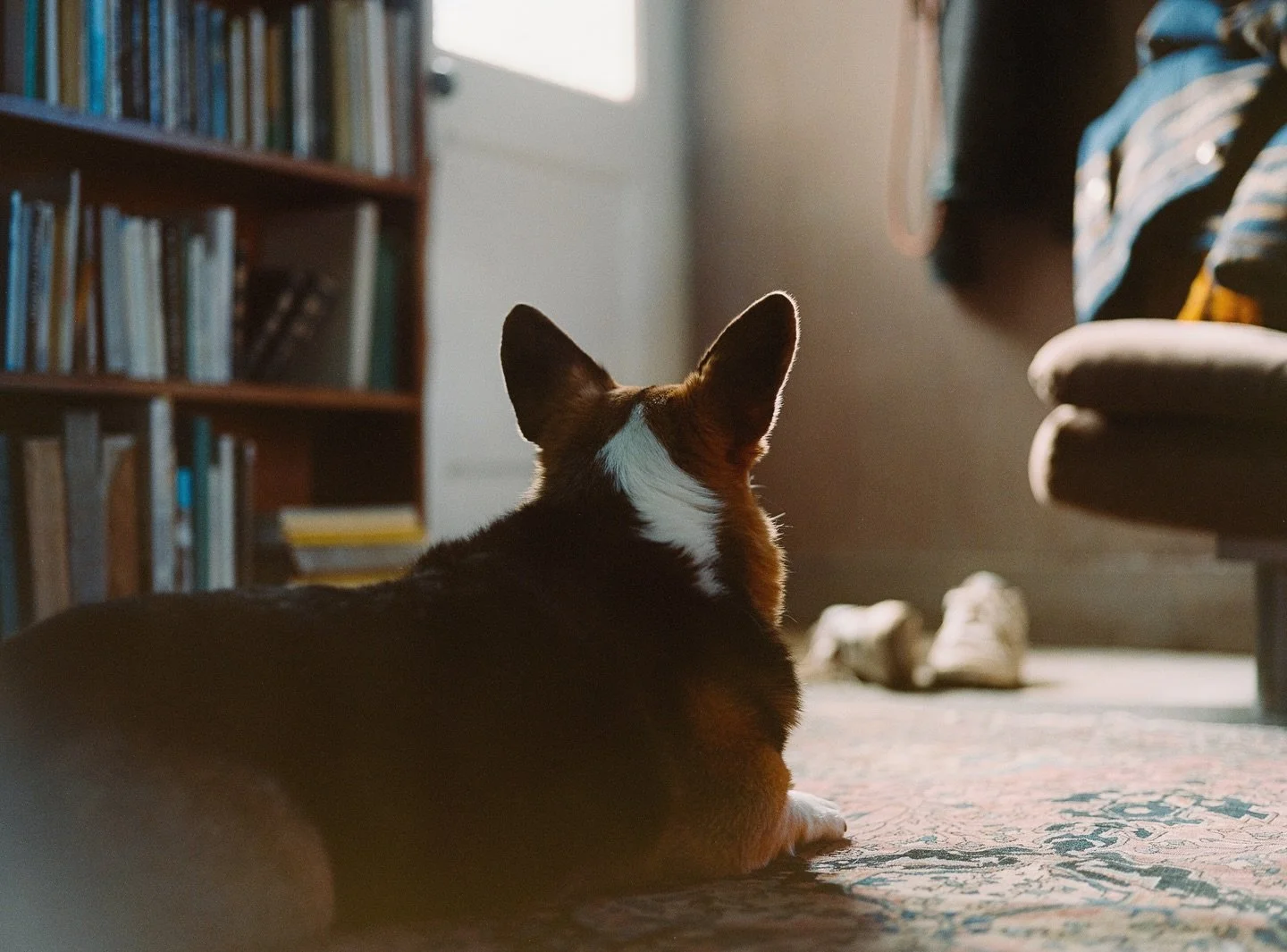 Picked up a new (old) camera recently so I had to try it out on one of my favorite subjects. It&rsquo;s a Mamiya 645AF with a lovely 50mm lens. Been a while since I used a film camera with autofocus, and I ain&rsquo;t mad at it.