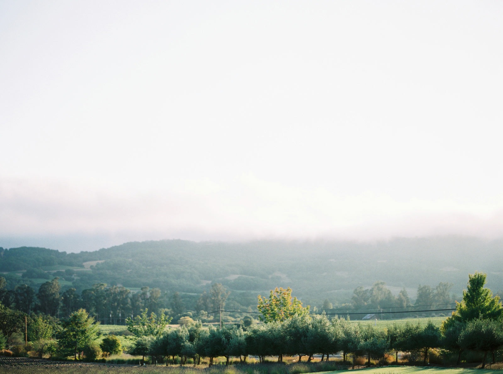 Bay area maternity pictures