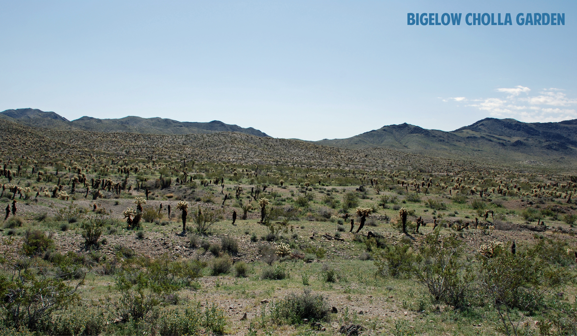 bigelow-01.jpg