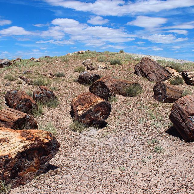 Petrified Forest National Park. A beautiful example of protection for unique desert landscapes, as well as historic Route 66. #saveroute66 #mojavetrails