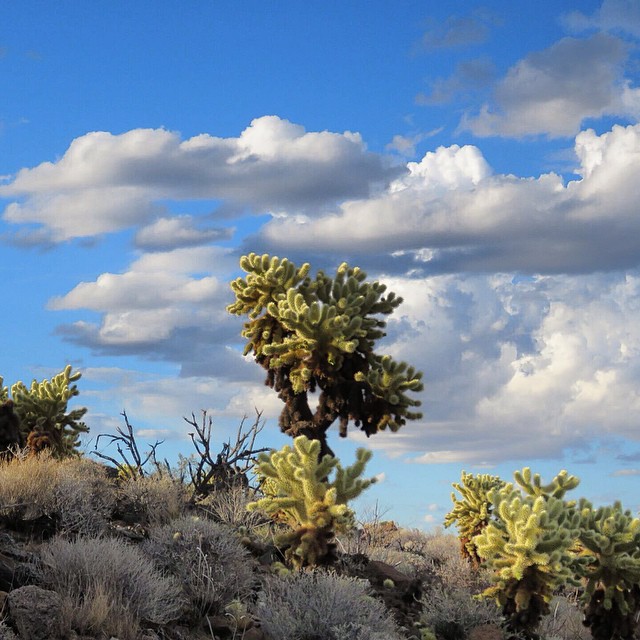 Check out that Cholla! Found along Route 66 in the Mojave, this is one of the many cacti species within the Mojave Trails National Monument. Support the protection of these prickly forests! #saveroute66 #mojavetrails #monumentsforall