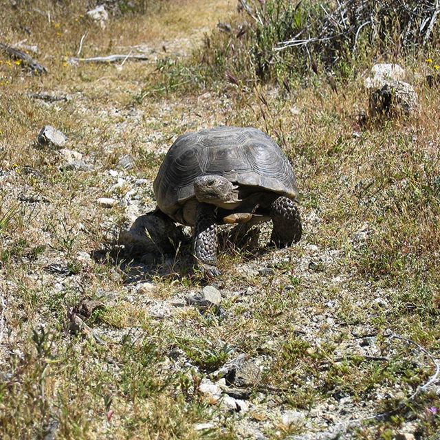 The Monument is home to more than that long ribbon of historic blacktop. It is also inhabited by Desert Tortoises, who enjoy the creosote bush scrub habitat along Route 66. These threatened critters will find sactuary under this designation in the Mojave, so watch out for them as you're cruisin' down that road of gold! #SaveRoute66 #MojaveTrails #ProtectCADesert #MonumentsForAll #DesertTortoise