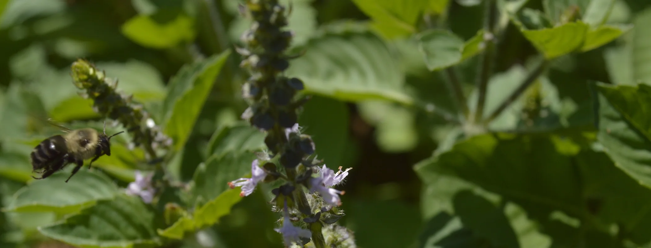 Holy Basil Bee.jpeg