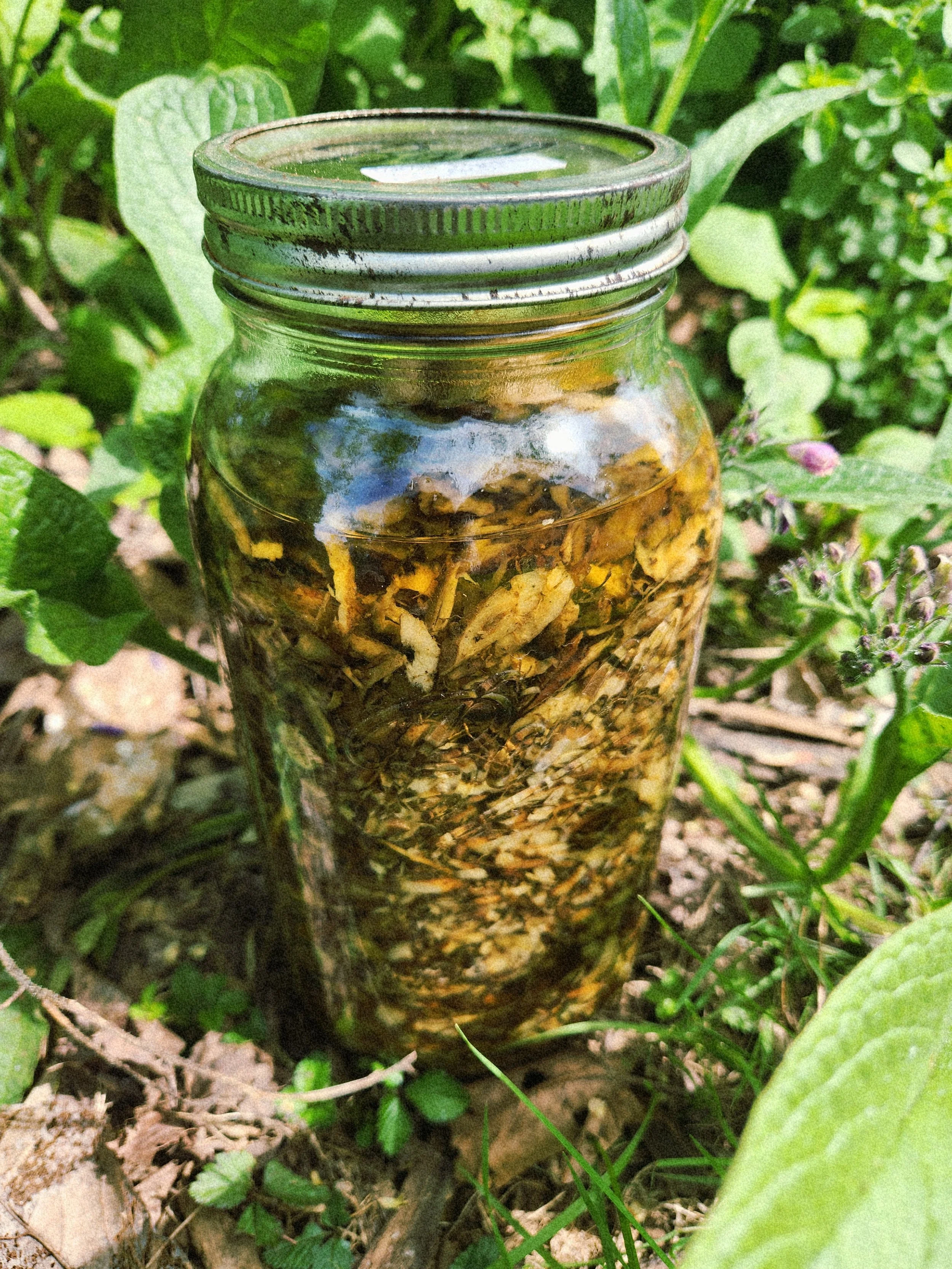 dandelion tincture.jpg