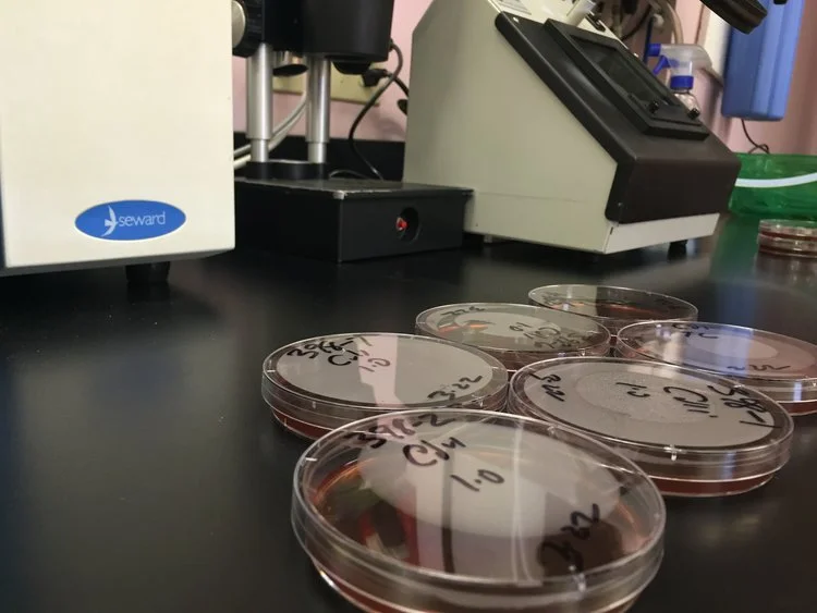 microb.jpg