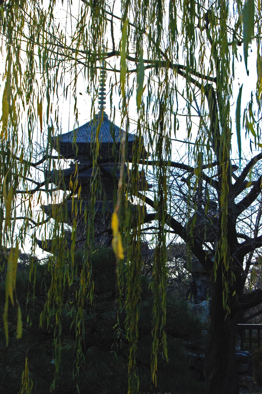 DSC_6207 PS.jpg