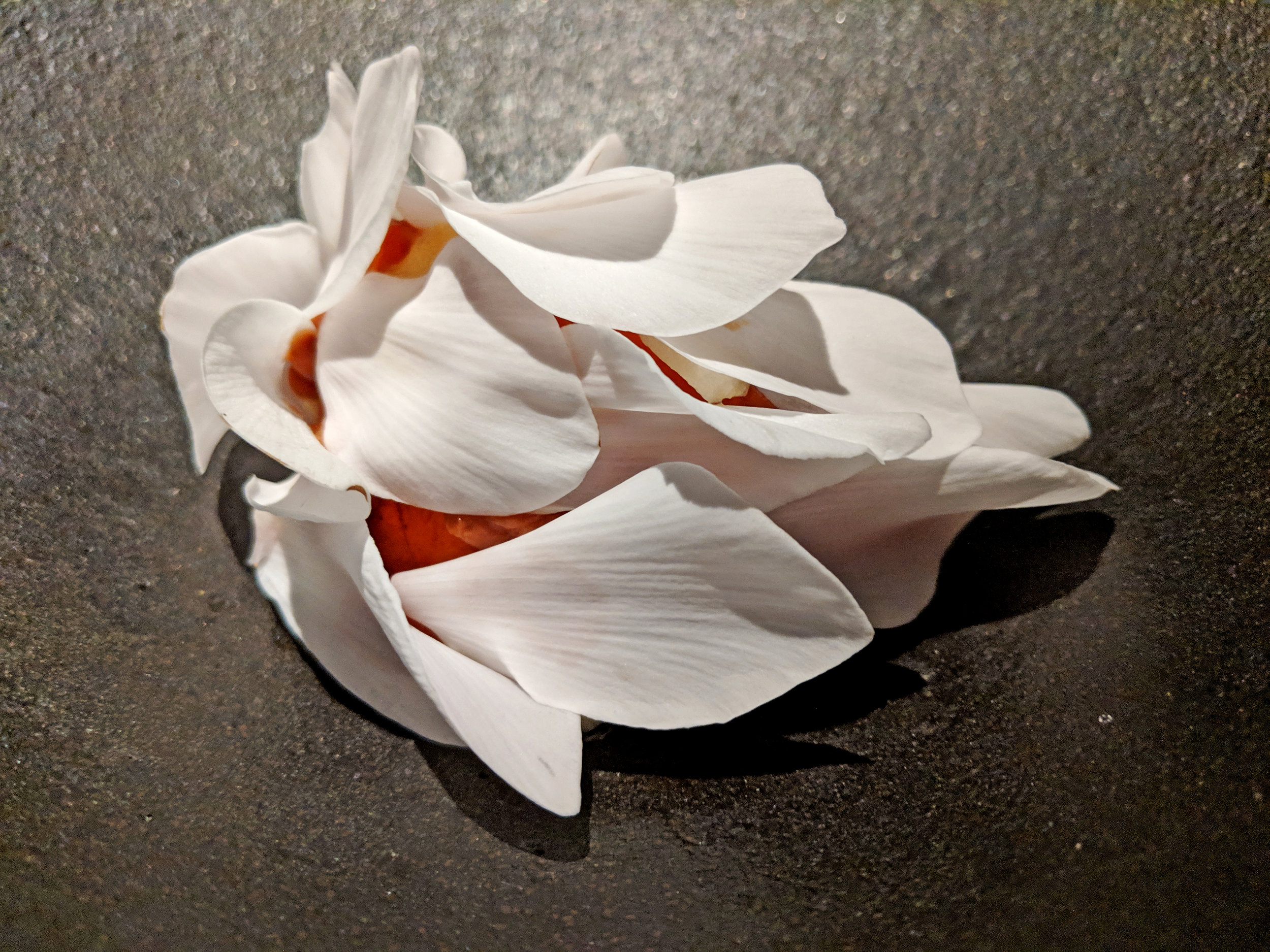 rose petal.jpg