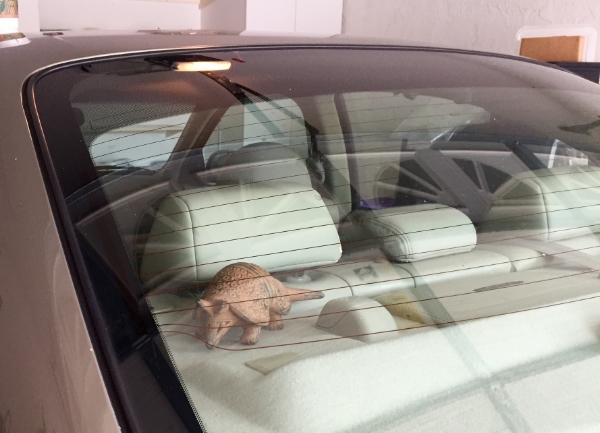 An armadillo prepares for his northbound road trip