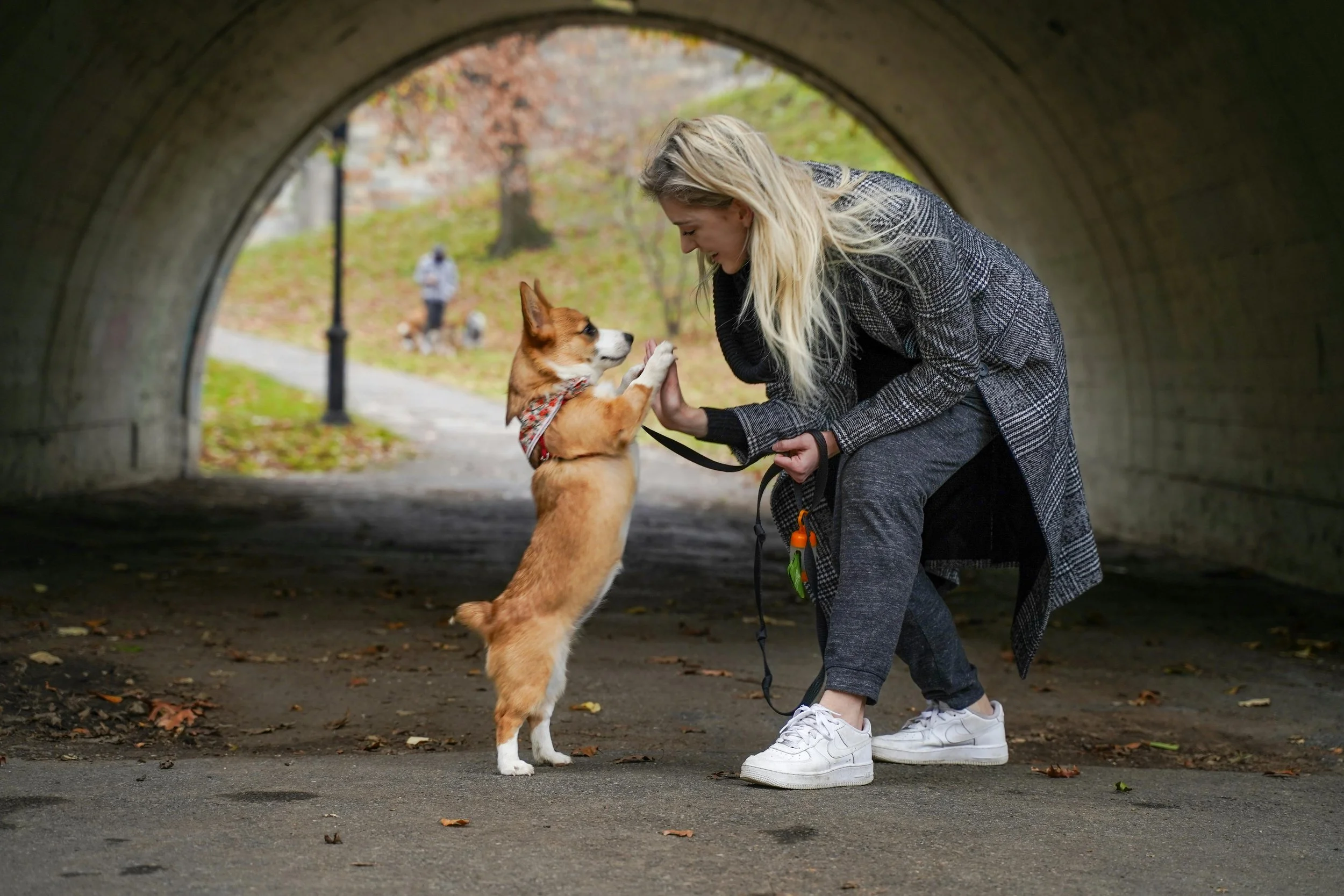 A woman with long blonde hair, wearing a gray patterned coat and gray pants, is crouched under a bridge, playing with a small, brown and white dog that is standing on its hind legs. The dog is giving a high five to the woman. The background shows a park with trees and some people, and fallen leaves are on the ground.