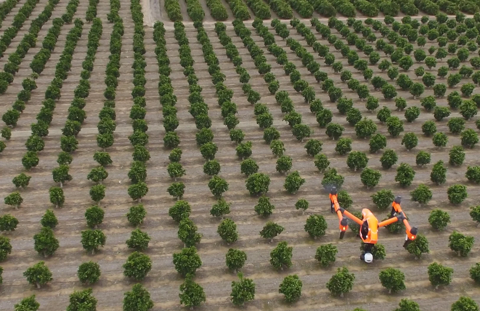 DJI Inspire 1 by FlyingAg.com flying citrus farm in Central California use the DroneDeploy system. This platform is nice largely due to it's ability to change sensors (like Flir Sensor below) and longer flight times. It can fly 160 acres use the DroneDeploy system which is perfect in my opinion with current regulations (within line of site).