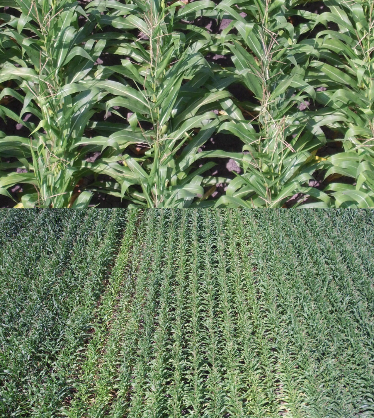 These two photos show the power of the zoom lens! 