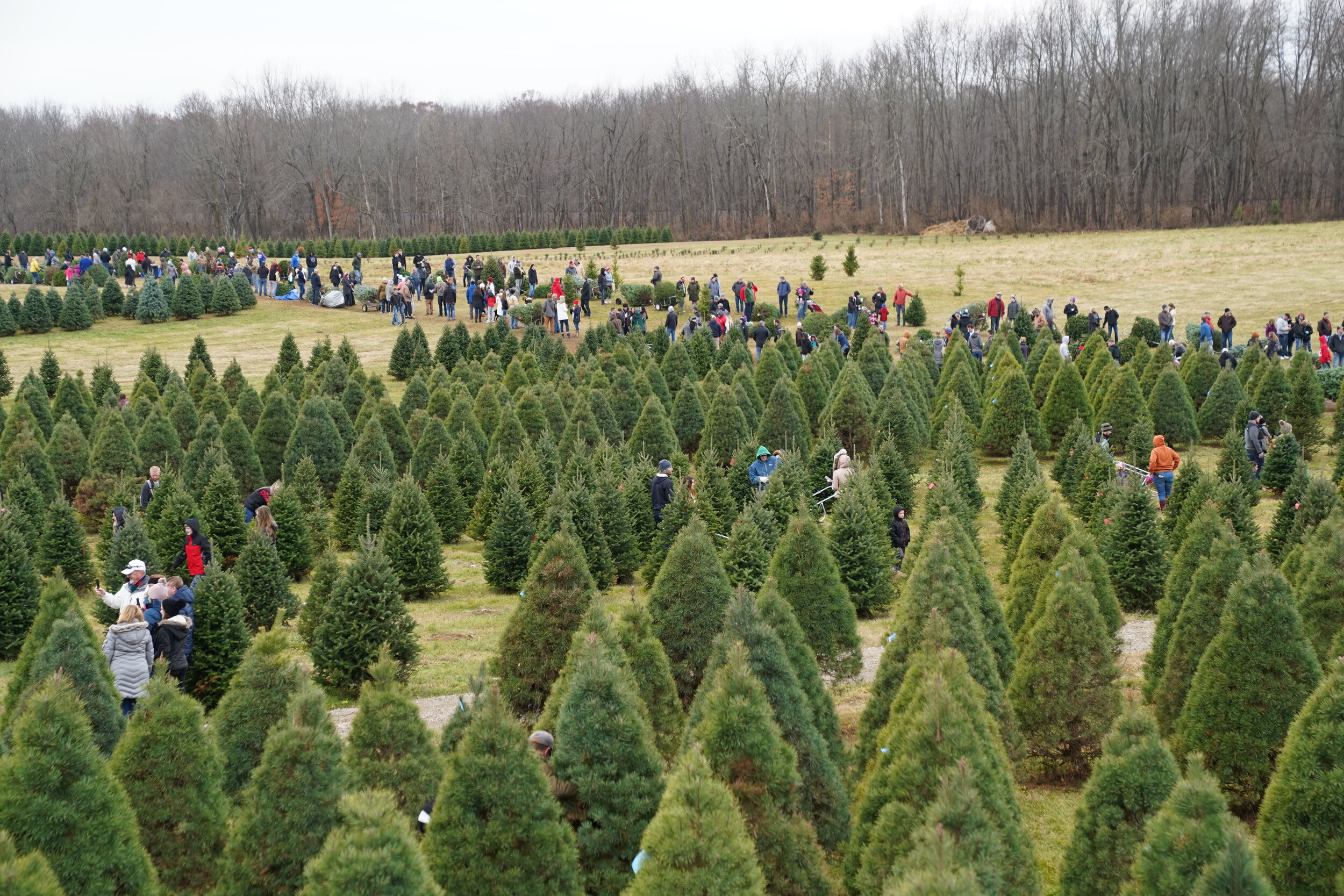 Dull's Tree Farm — TheChadColby