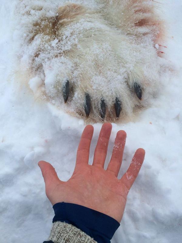 Polar bear high-five, Postville