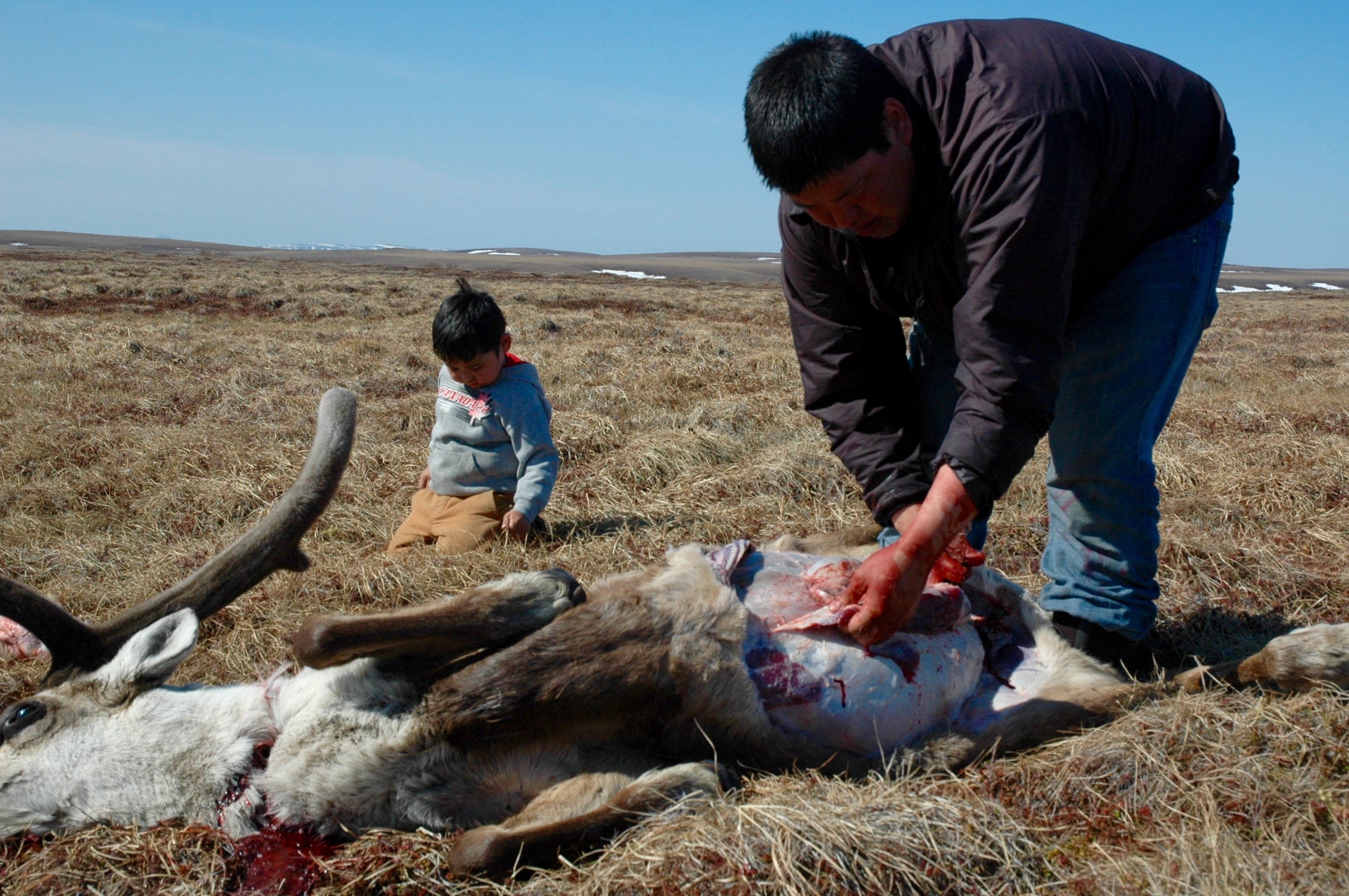 4. cutting caribou, pulling grass.jpg